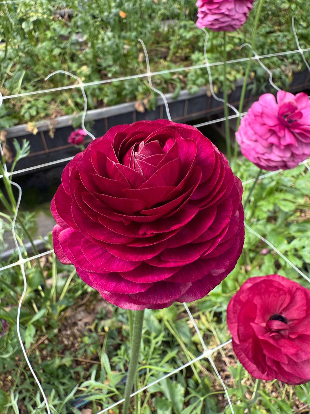 Ranunkel 'Elegance® Viola'